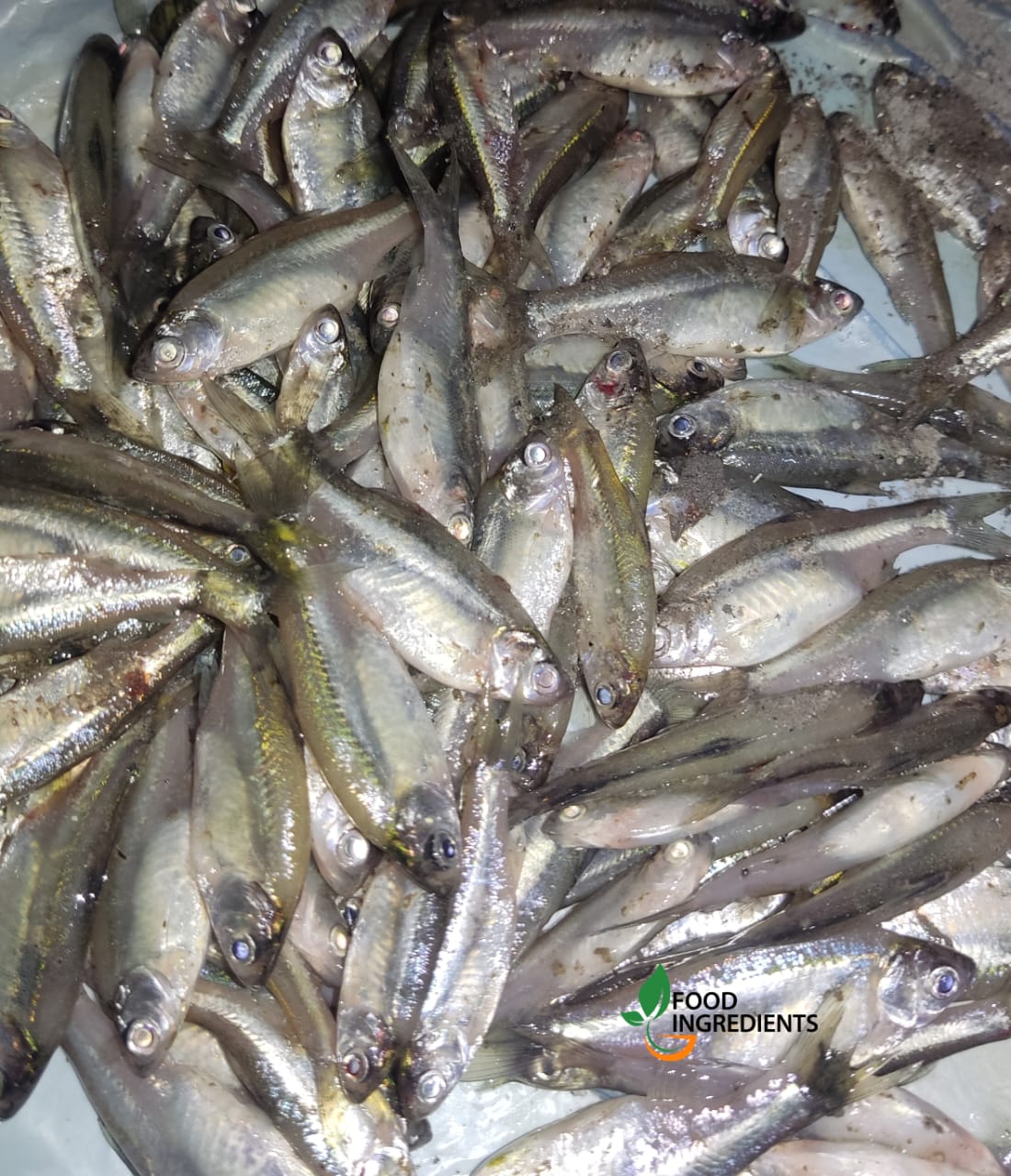 মলা মাছ-গভীর জলের রহস্যময় মাছ